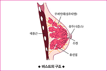 가슴처짐의 과학